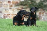BEAUCERON - ADULTS and PUPPIES 060